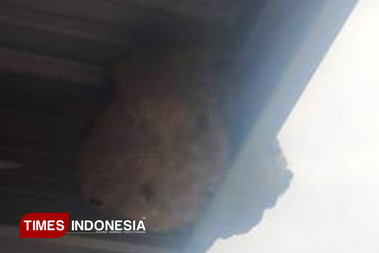 Sarang-tawon-vespa-seukuran-bola-basket-b.jpg