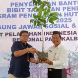 Keajaiban Alam, Manggis Klabang yang Telah Hilang 100 Tahun Ditemukan di Pangkalpinang