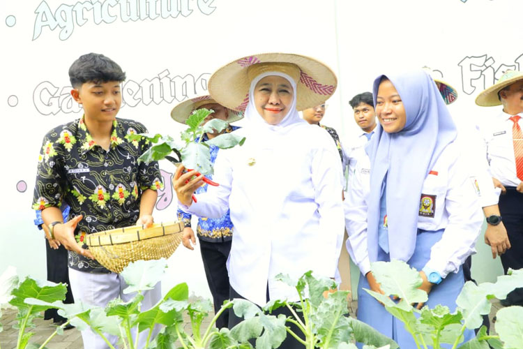 Gubernur Khofifah saat memanen sayur pakcoy di area School Food Care SMAN 1 Pandaan, Prigen, Kabupaten Pasuruan.(Dok.Humas Pemprov Jatim)