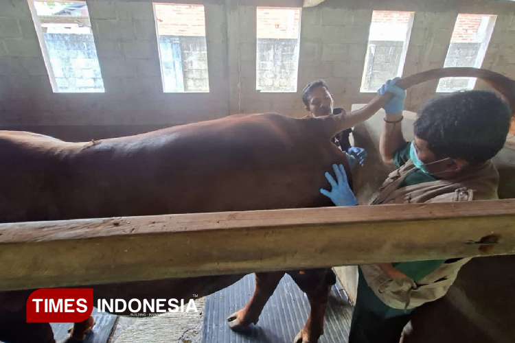 Ribuan Hewan Ternak di Pacitan Mulai Divaksin Antraks Pekan Depan