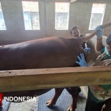 Ribuan Hewan Ternak di Pacitan Mulai Divaksin Antraks Pekan Depan