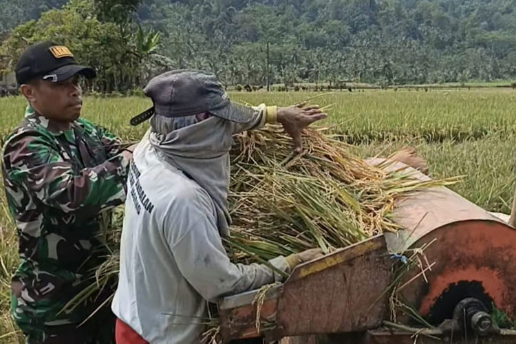 Satgas-TMMD-126-Berpeluh-Turun-di-Sawah-Petani-Lebakharjo-b.jpg