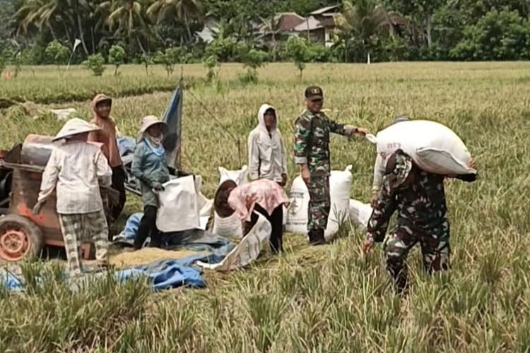Wujudkan Ketahanan Pangan, Satgas TMMD 126 Berpeluh Turun di Sawah Petani Lebakharjo