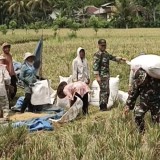 Wujudkan Ketahanan Pangan, Satgas TMMD 126 Berpeluh Turun di Sawah Petani Lebakharjo