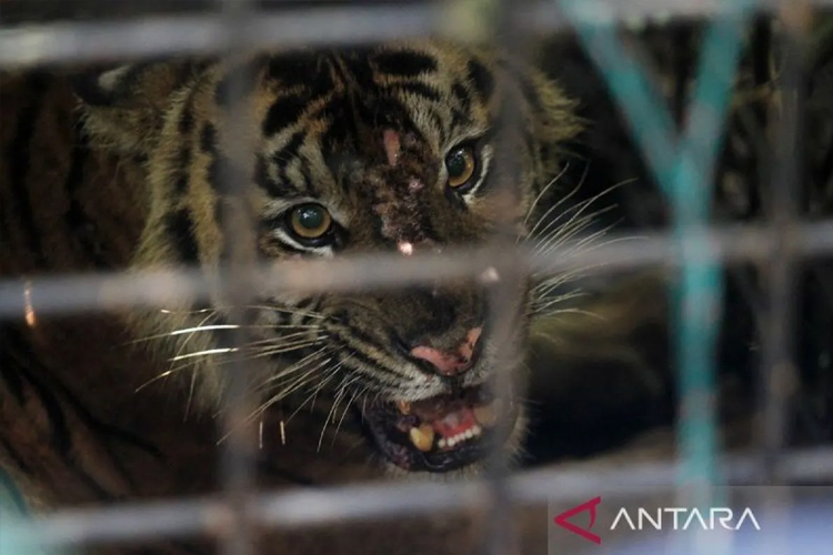 BKSDA Ungkap Empat Penyebab Utama Harimau Sumatera Masuk Permukiman Warga