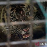 4 Alasan Harimau Sumatera Keluar Hutan dan Serang Permukiman Warga