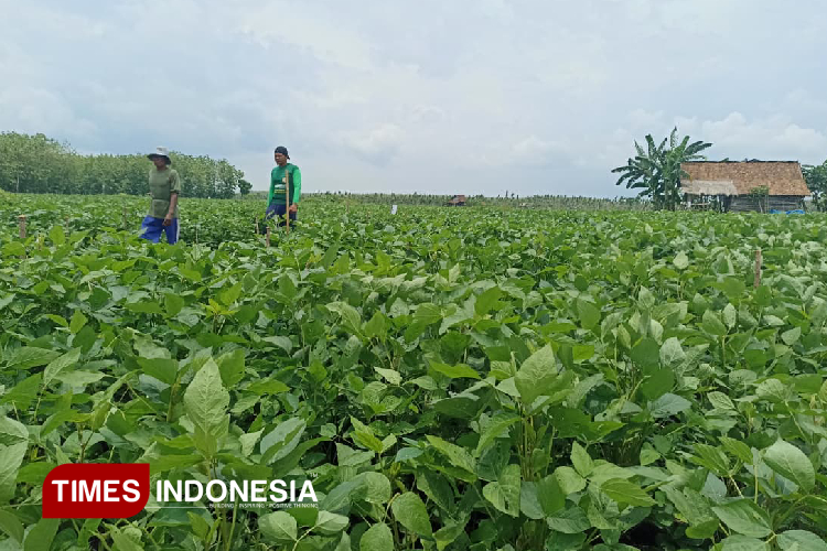 Produksi Kedelai Banyuwangi Naik 2 Ribu Ton Berkat Kolaborasi Lintas Sektor