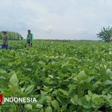 Produksi Kedelai Banyuwangi Naik 2 Ribu Ton Berkat Kolaborasi Lintas Sektor