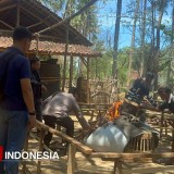 Diduga Jadi Praktek Perjudian, Arena Sabung Ayam di Banyuwangi Digerebek