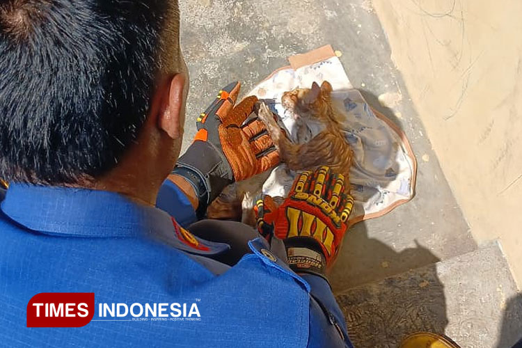 Tiga Hari Terjebur di Dalam Sumur, Kucing Pemalang Akhirnya Diselamatkan Damkar