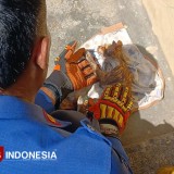 Tiga Hari Terjebur di Dalam Sumur, Kucing Pemalang Akhirnya Diselamatkan Damkar