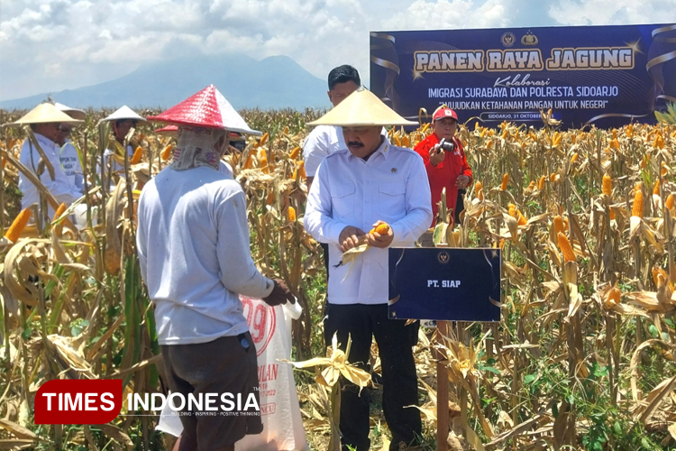 Panen Jagung di Sidoarjo, Menteri Imigrasi Tekankan Kolaborasi untuk Ketahanan Pangan