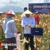 Menteri Agus Andrianto Panen Raya Jagung Bersama Imigrasi Surabaya dan Polresta Sidoarjo