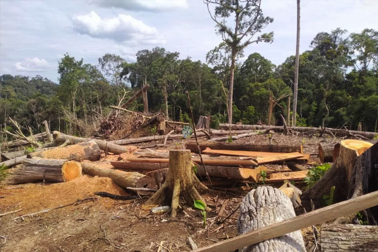 Habitat Terakhir Gajah Sumatera Mulai Hilang Usai 2.000 Hektar Hutan Bengkulu Dibabat, Aktivis Surat Menteri