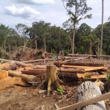 Alat Berat Masih Gilas Hutan Seblat, Rumah Terakhir Gajah Sumatera Terancam Punah