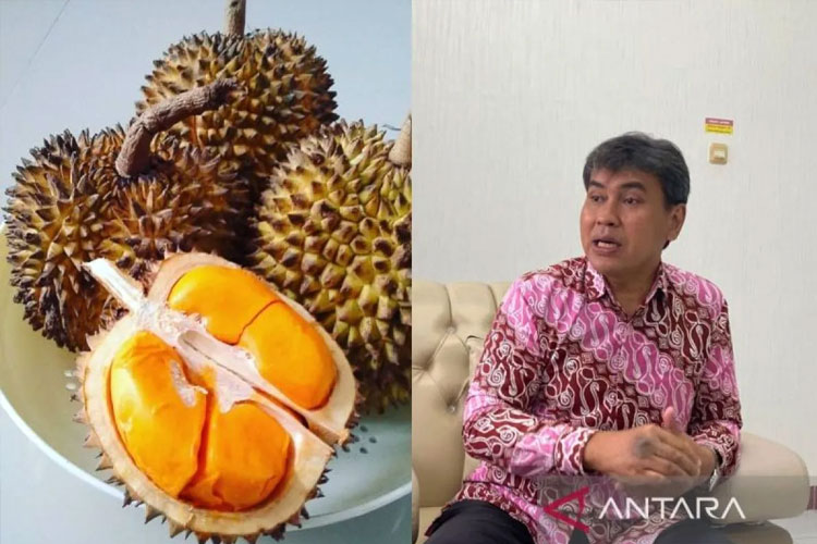 Unmul Kembangkan Lai Durian, Calon Raja Baru Buah Khas Kalimantan Timur