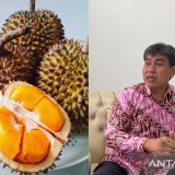 Riset Unmul Wujudkan Lai Durian sebagai Varietas Unggulan Kaltim