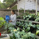 Jadi Pilar Gizi Keluarga, Cerita Arbania Makin Berdaya Berkat Sentuhan AQUA Banyuwangi