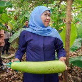 Khofifah Kagum SMAN 1 Dampit Malang, Sekolah yang Wujudkan Kemandirian Pangan