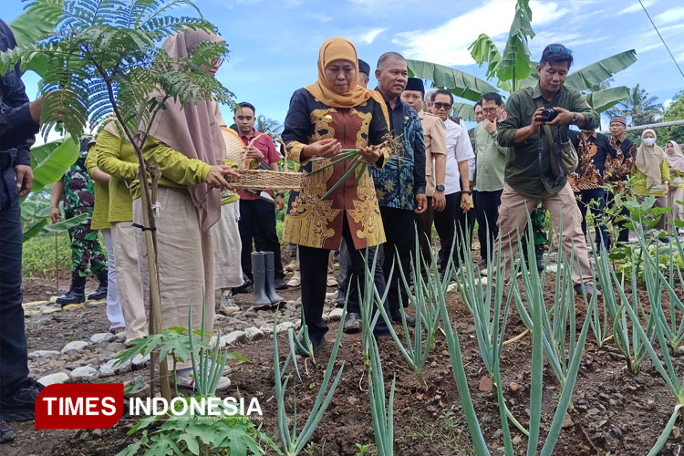 Gubernur Jawa Timur Khofifah Indar Parawansa saat memanen bawang prei di lahan milik SMA Negeri 1 Tenggarang (FOTO: Moh Bahri/TIMES Indonesia)