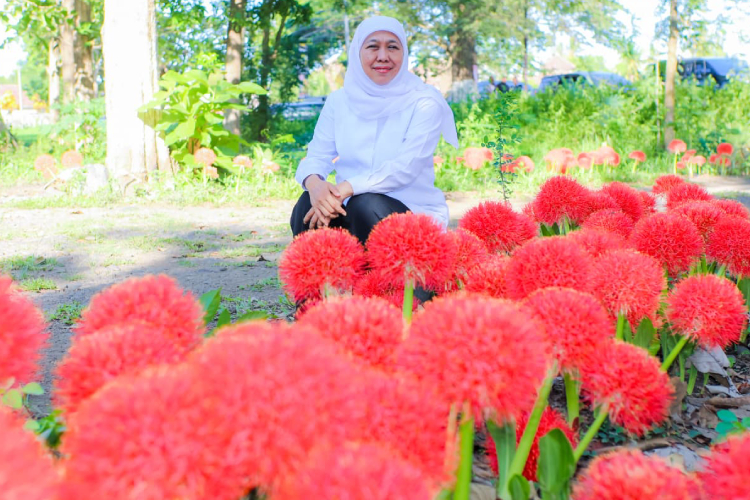 Gubernur Khofifah tampak kagum ketika melihat langsung Bunga Desember yang tumbuh subur di Kabupaten Bondowoso (FOTO: Moh Bahri/TIMES Indonesia)