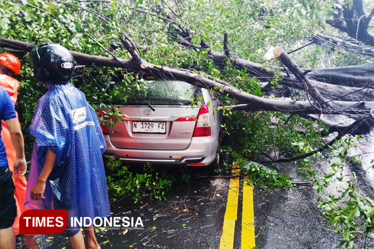 Pohon-tumbang-terjadi-di-Kota-Malang-a.jpg