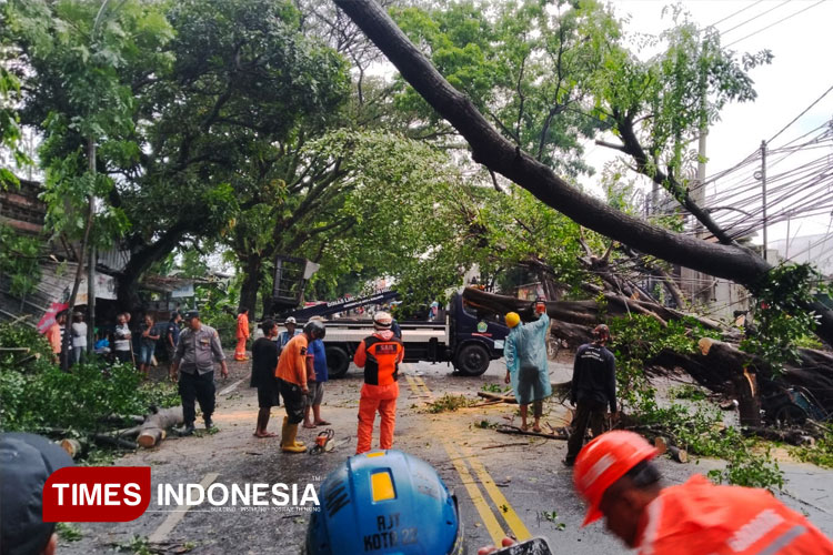 14 Titik Pohon Tumbang di Malang Imbas Puting Beliung, Tiga Warga Terluka