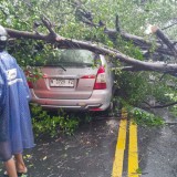 Kendaraan Warga Tertimpa Pohon Bisa Klaim Asuransi ke DLH Kota Malang, Maksimal Rp15 Juta