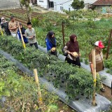 Petani Naik Kelas, Kemenko PM Dorong Koperasi Go Digital
