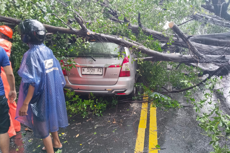 Pemkot Malang Siapkan Usulan Revisi Besaran Ganti Rugi Kendaraan Rusak Akibat Pohon Tumbang