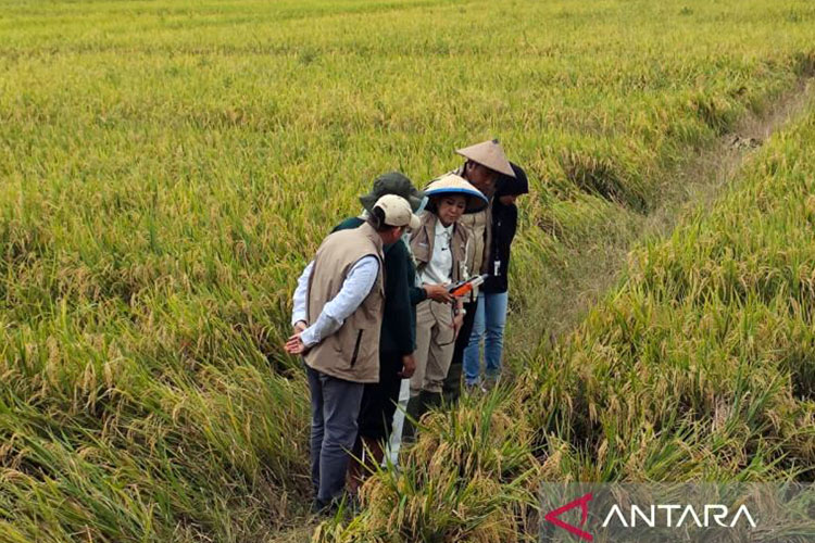 Menteri Komunikasi dan Digital Meutya Hafid (tengah) saat mencoba pemanfaatan teknologi Internet of Things dalam budidaya padi di Kabupaten Sragen, Jawa Tengah pada Rabu (5/11/2025).(Foto: Antara/Farhan Arda Nugraha)