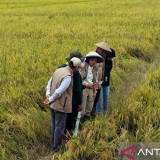 IoT Bikin Sawah Makin Cerdas, Produktivitas Petani Melonjak