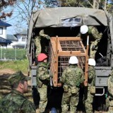 Turunkan Tentara Pasukan Bela Diri, Jepang Alami Gelombang Serangan Beruang Terbesar