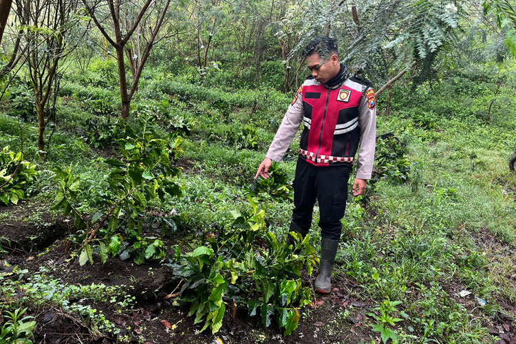 Kebun Kopi PTPN di Ijen Dirusak, 18.000 Pohon Ditebang OTK