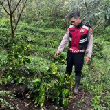 Kebun Kopi PTPN di Ijen Kembali Dirusak, 18.000 Pohon Ditebang OTK