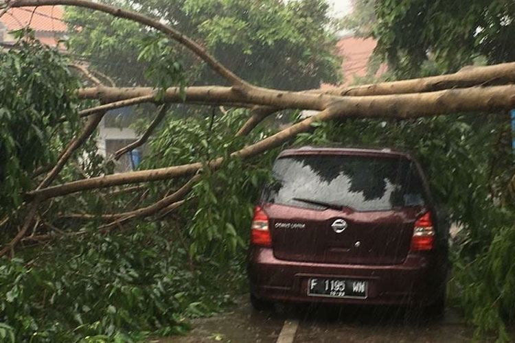 Bencana Hidrometeorologi akibatkan pohon tumbang di Cianjur. (FOTO: Istimewa)