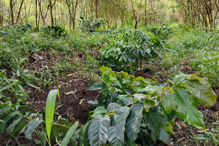 Tampak pohon kopi milik PTPN I Regional V sudah ditebang orang tak dikenal (FOTO: Humas Polres Bondowoso for TIMES Indonesia)