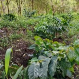 Polres Bondowoso Selidiki Perusakan Ribuan Kopi di Ijen, Kerugian Rp500 Juta Lebih