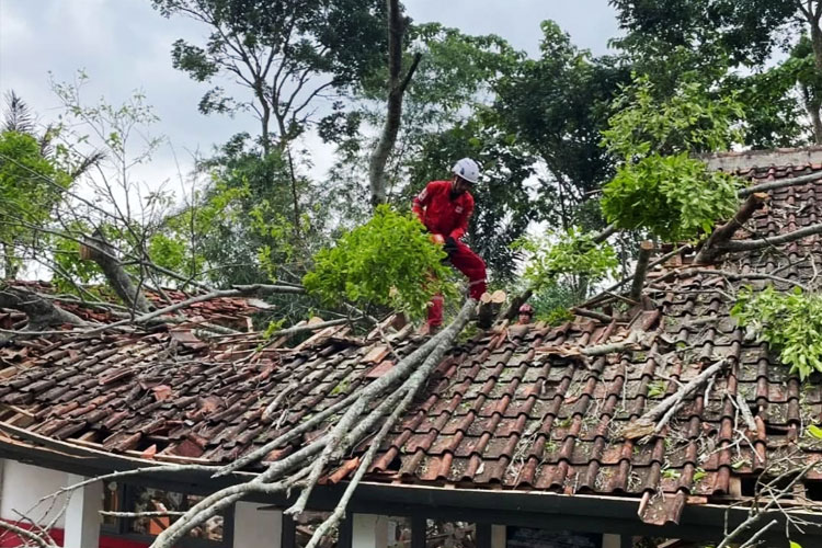 Cuaca ekstrem sebabkan pohon tumbang di SDN Sukasari, Campaka, Cianjur. (FOTO: Istimewa)