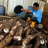 Salatiga Punya Kampung Singkong, 38 UMKM Olah 10 Ton Singkong Sehari