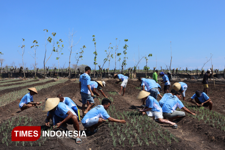 Para WB Lapas Waingapu tengah mengikuti pelatihan penanaman bawang merdeka bersama Dinas Pertanian.(FOTO:Habibudin/TIMES Indonesia)