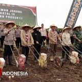 Produksi Padi dan Jagung Banyuwangi Melonjak di Tahun 2025