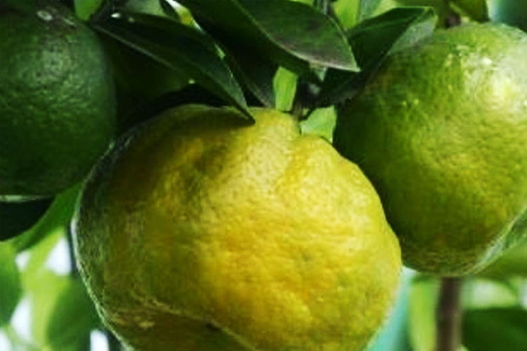 Jeruk Sabalaka Topo, Jeruk Langka Tidore Berusia 300 Tahun Akhirnya Dilindungi Negara