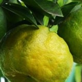 Jeruk Purba Tidore: Dari Ambang Kepunahan Jadi Kekayaan Intelektual Nasional