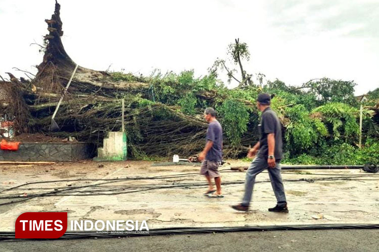 Pohon Beringin Tua di Desa Pajajar Majalengka Tumbang, Warga Kehilangan Ikon Sejarah