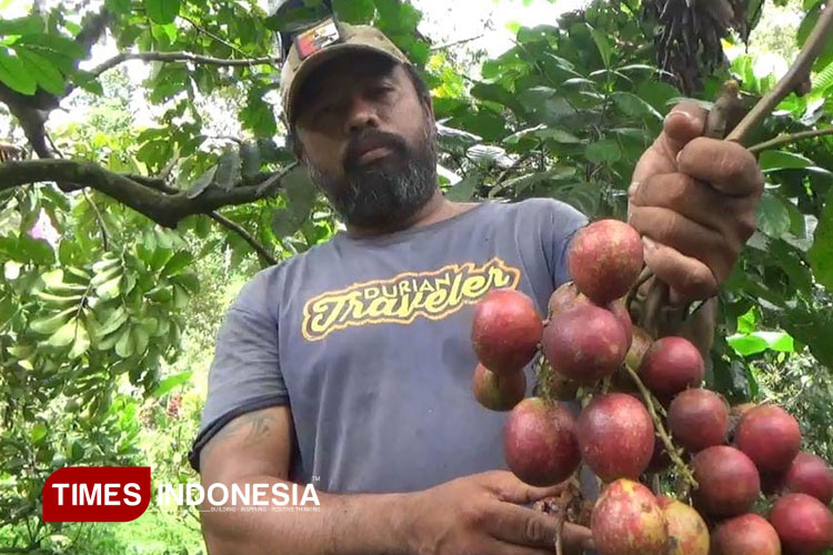 Petani Jombang Sukses Mendulang Cuan dari Manisnya Buah Matoa Papua