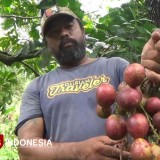 Petani Wonosalam Jombang Kembangkan Matoa Papua di Lereng Gunung Anjasmoro