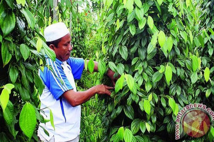 Kembalikan Kejayaan Lada, Kementan RI Fokus Perluas Perkebunan Rakyat