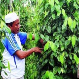 Kembalikan Kejayaan Lada, Kementan RI Fokus Perluas Perkebunan Rakyat