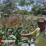 Lebih Menguntungkan, Petani Gresik Mulai Budidaya Tembakau